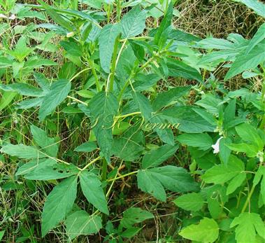  Plant with leaves-entire to 3-parted